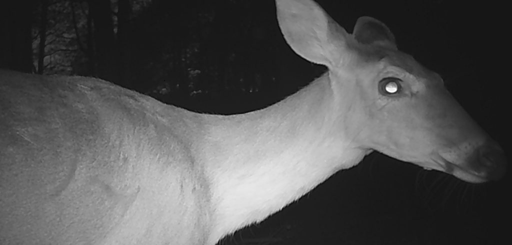 追踪摄像头拍到白尾鹿