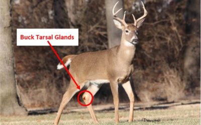 whitetail buck tarsal gland diagram
