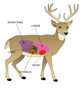 鹿重要器官图