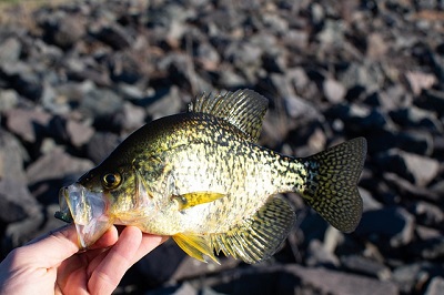 holding a black crappie by the lips