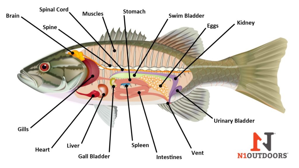 内部鱼解剖图