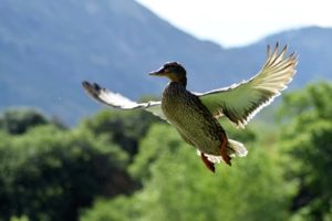 outdoor brands duck in flight