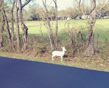 白化白尾鹿鹿在路边