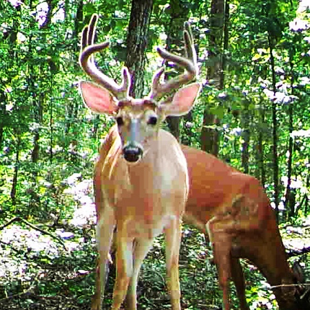 buck in velvet staring at trail camera