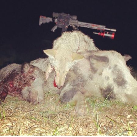 堆猪用夜视步枪和范围
