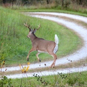 尾巴向上下垂的白尾鹿