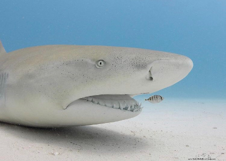 墨西哥海湾的柠檬鲨