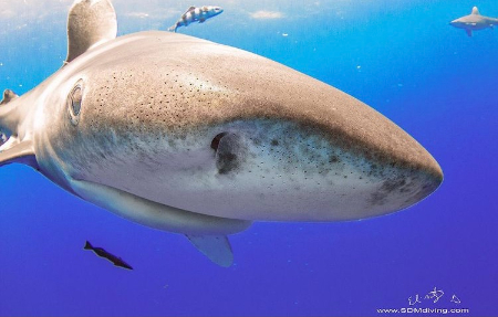 大洋白尖鲨