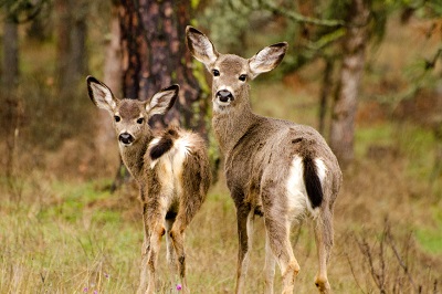 blacktail母鹿和小鹿
