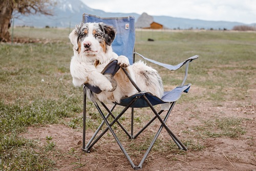 狗坐在椅子上露营