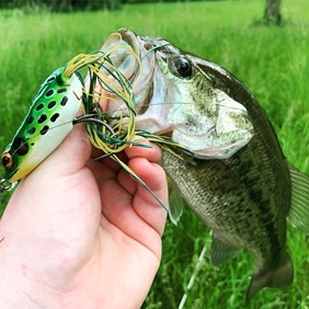 hollow body frog for topwater fishing