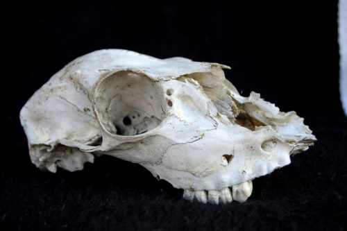 动物的头骨