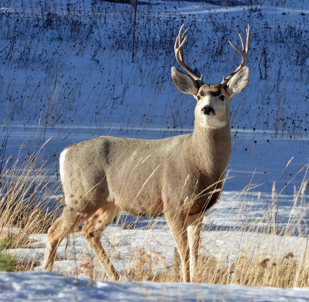 站在雪地里的骡鹿