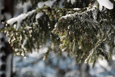 常绿树上的雪