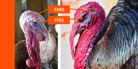 火鸡的眼睛和耳朵图