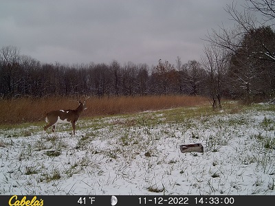 杂色的白尾鹿trailcam鹿在雪地里的照片